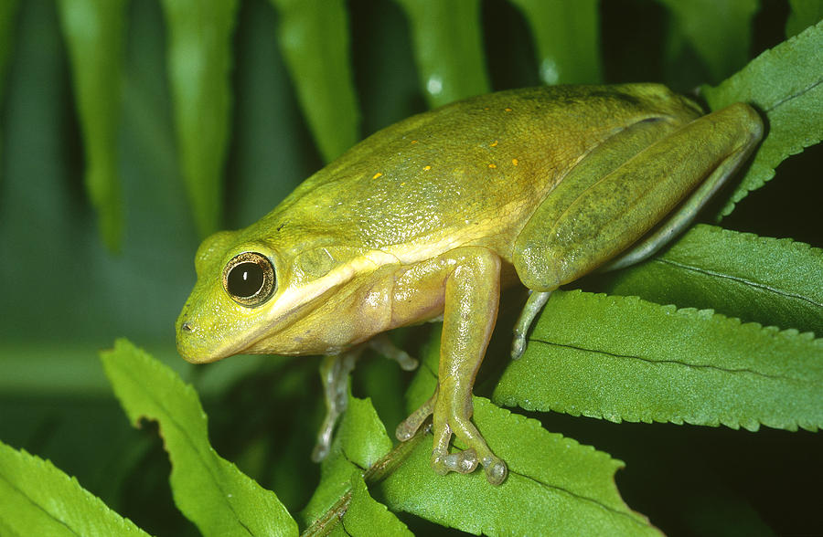 Green Tree Frog #4 Photograph by Millard H. Sharp