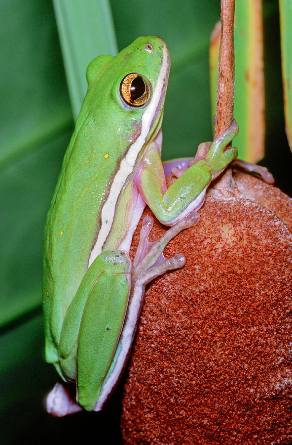 Green Treefrog #4 Photograph by Millard H. Sharp