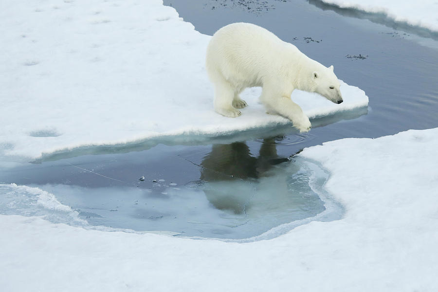 Greenland, Scoresby Sound, Polar Bear Photograph by Aliscia Young