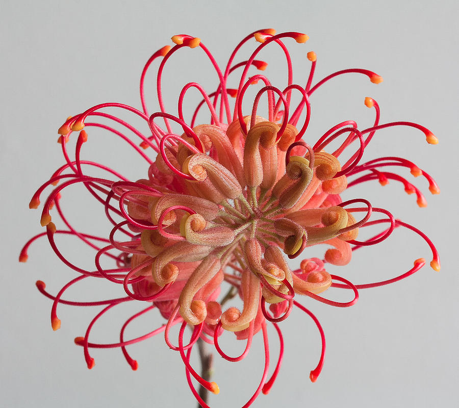 Grevillea flower Photograph by Shirley Mitchell