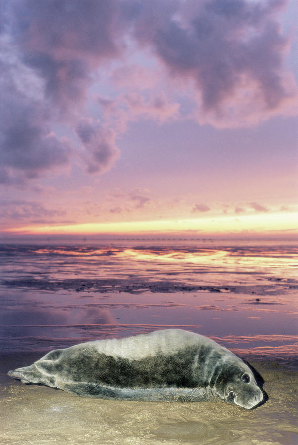 Winter Photograph - Grey Seal Pup #4 by Duncan Shaw/science Photo Library