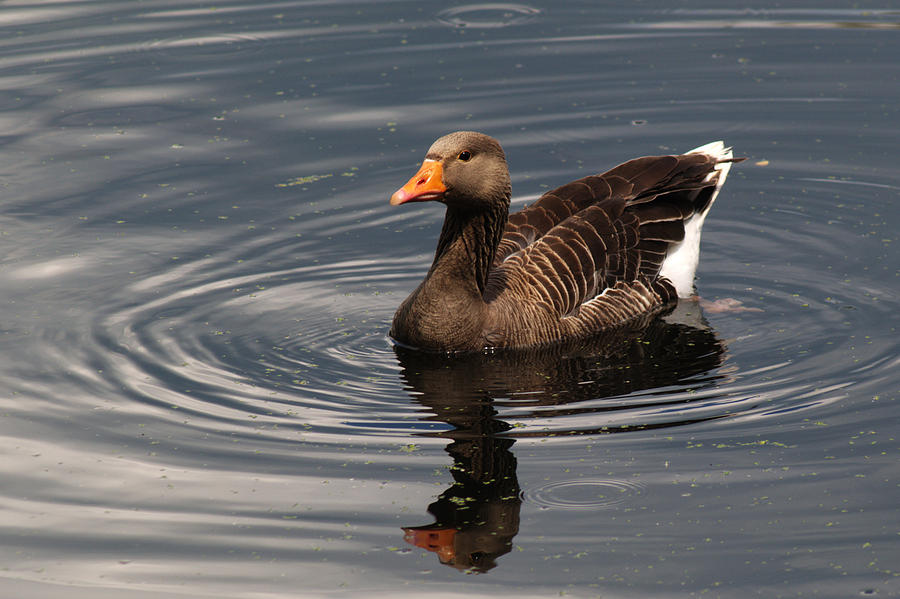Greylag Goose #4 Photograph by Chris Day