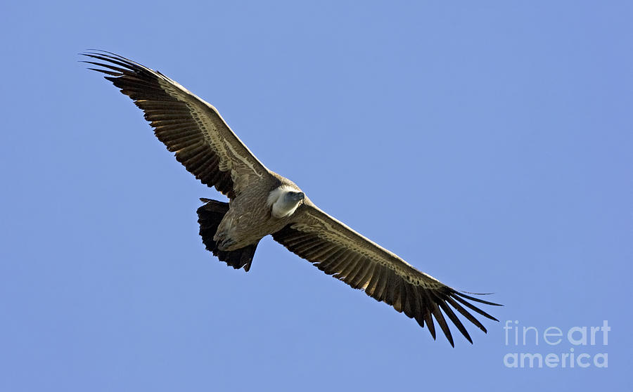 Nature Photograph - Griffon Vulture Gyps fulvus #4 by Eyal Bartov