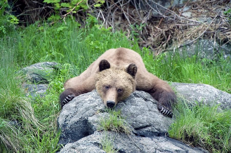 Grizzly Bear #4 Photograph by Science Photo Library Grizzly Bear #4 Photograph by Science Photo Library