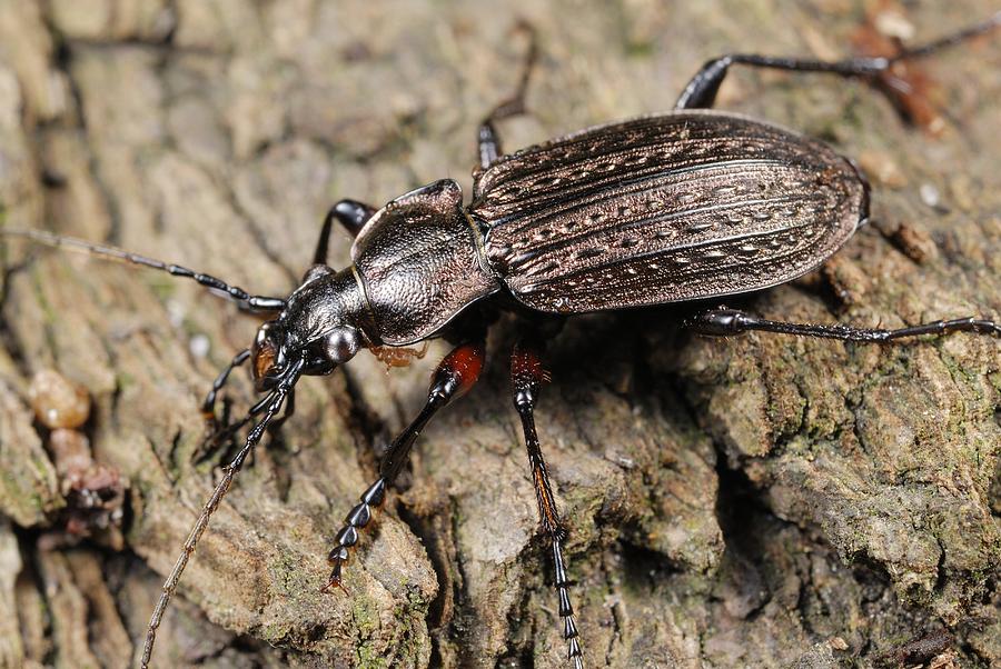 Ground beetle Photograph by Science Photo Library - Fine Art America