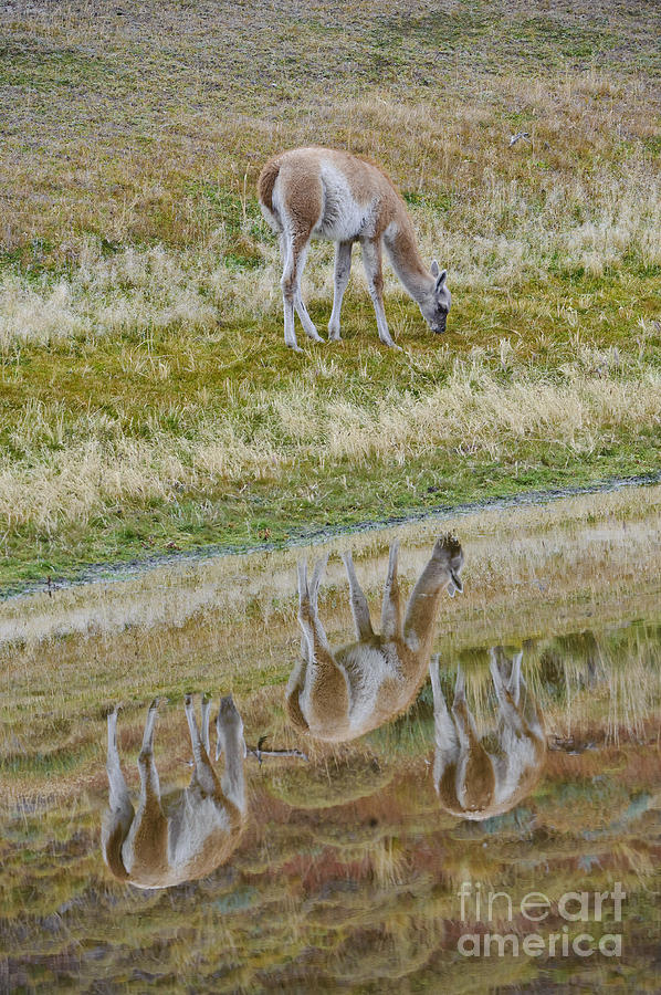 Guanacos In Chilean National Park #4 Photograph by John Shaw