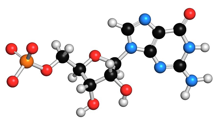 Guanosine Monophosphate Molecule #4 Photograph by Molekuul