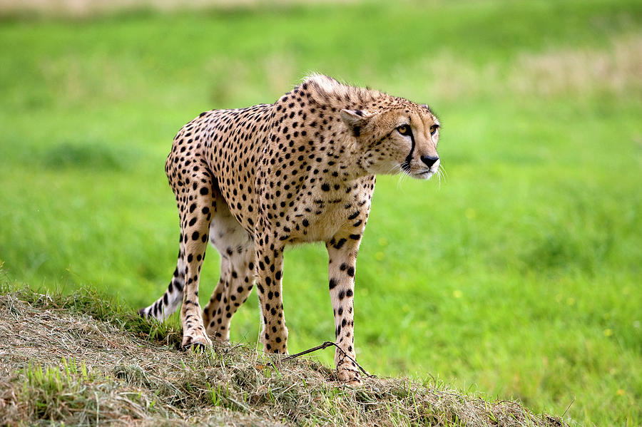 Guepard Acinonyx Jubatus Photograph by Gerard Lacz - Fine Art America