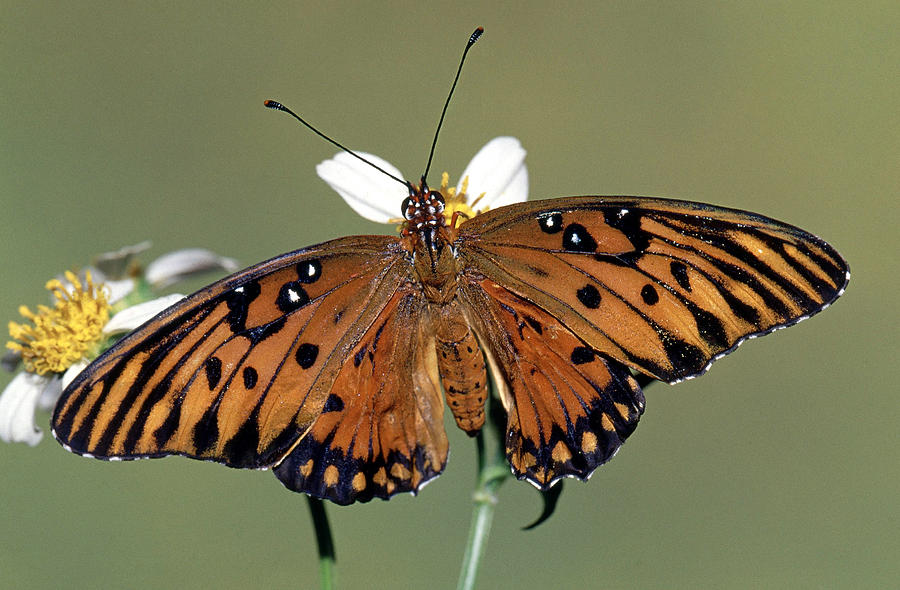Gulf Fritillary Butterfly Agraulis #4 Photograph by Millard H. Sharp