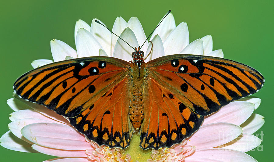 Gulf Fritillary Butterfly #4 Photograph by Millard H. Sharp