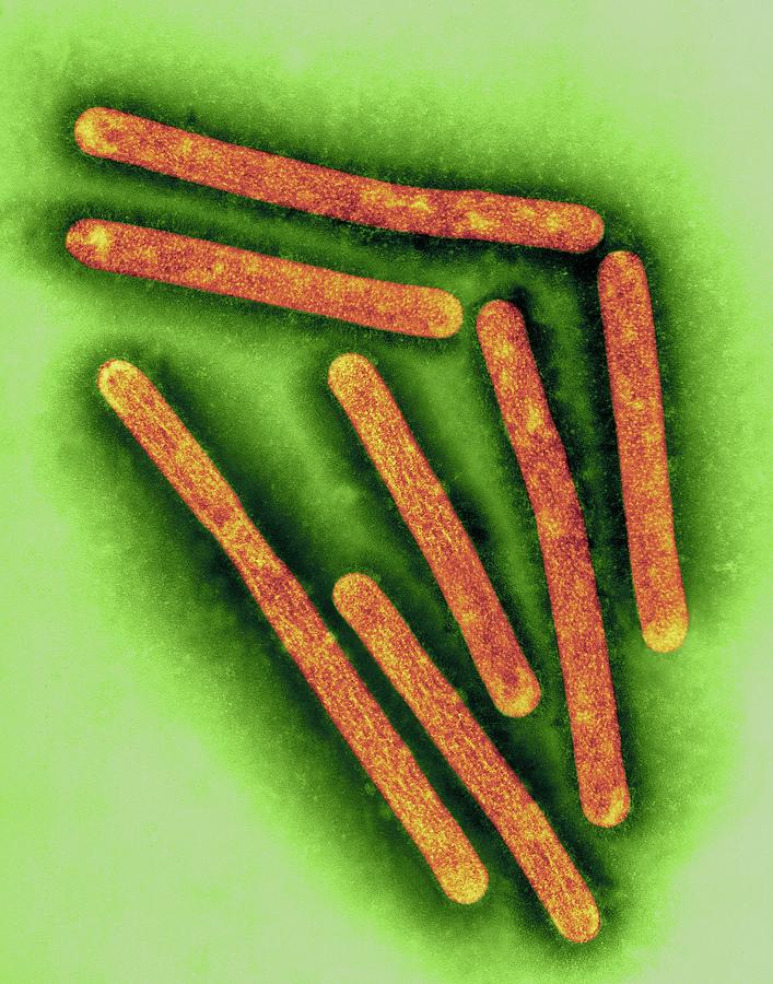 H5n1 Avian Influenza Virus #4 Photograph by Dennis Kunkel Microscopy/science Photo Library