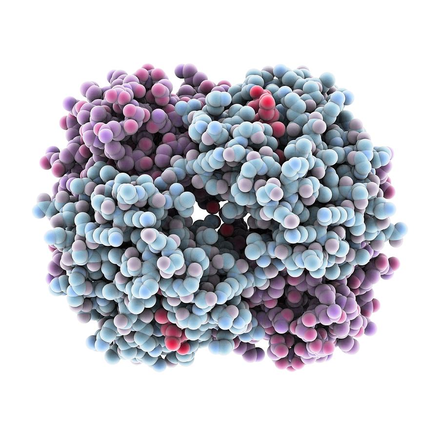 Haemoglobin Photograph - Haemoglobin, molecular model #4 by Science Photo Library