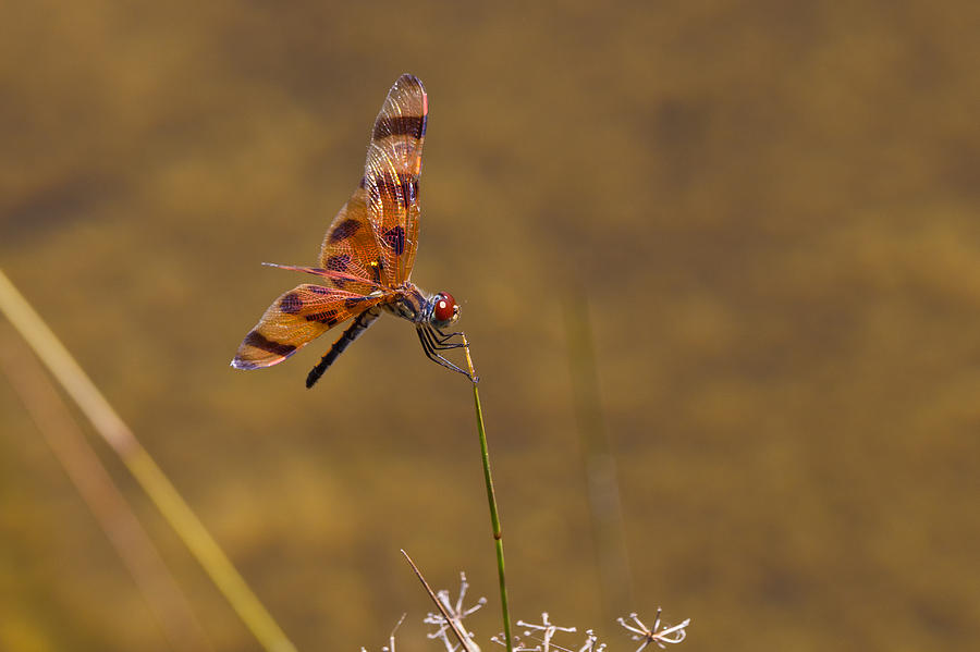 Halloween Pennant Dragonfly #4 Photograph by Ed Gleichman
