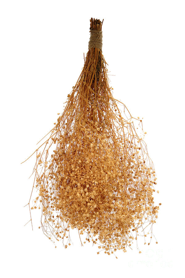 Hanging Dried Flowers Bunch #4 Photograph by Olivier Le Queinec