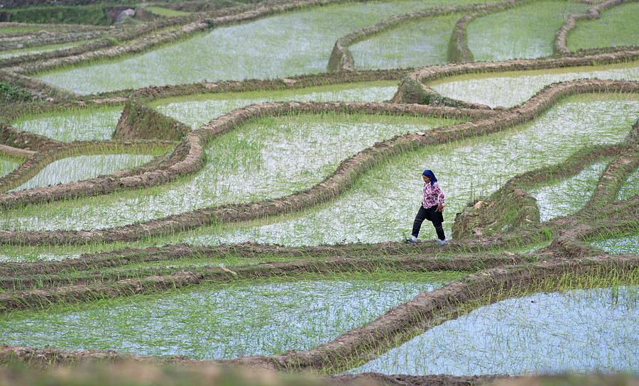 Hani Rice Terraces Near Yuanyang Photograph By Tony Camacho - Pixels