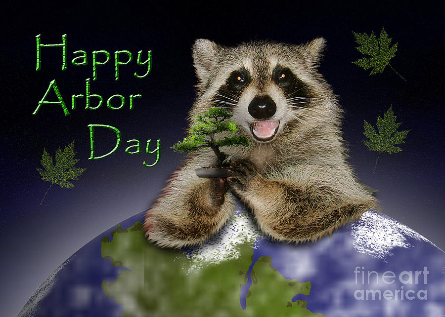 Nature Photograph - Happy Arbor Day Raccoon #4 by Jeanette K