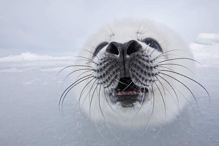 Animal Photograph - Harp Seal Baby #4 by M. Watson
