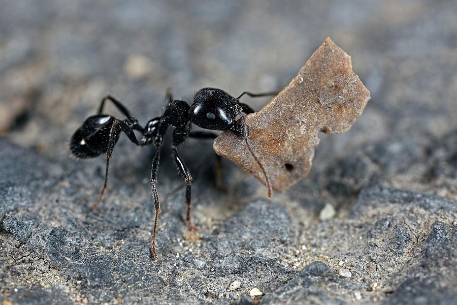 Harvester Ant Photograph by Frank Fox - Fine Art America