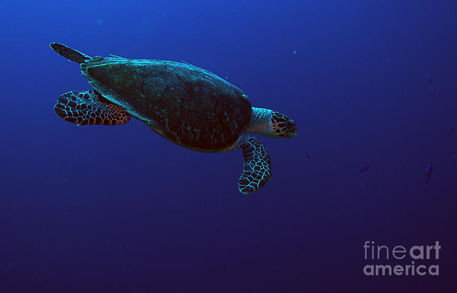 Hawksbill Turtle #5 Photograph by JT Lewis