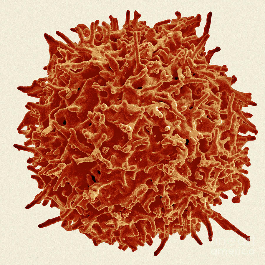 Healthy Human T Cell, Sem #4 Photograph by Science Source