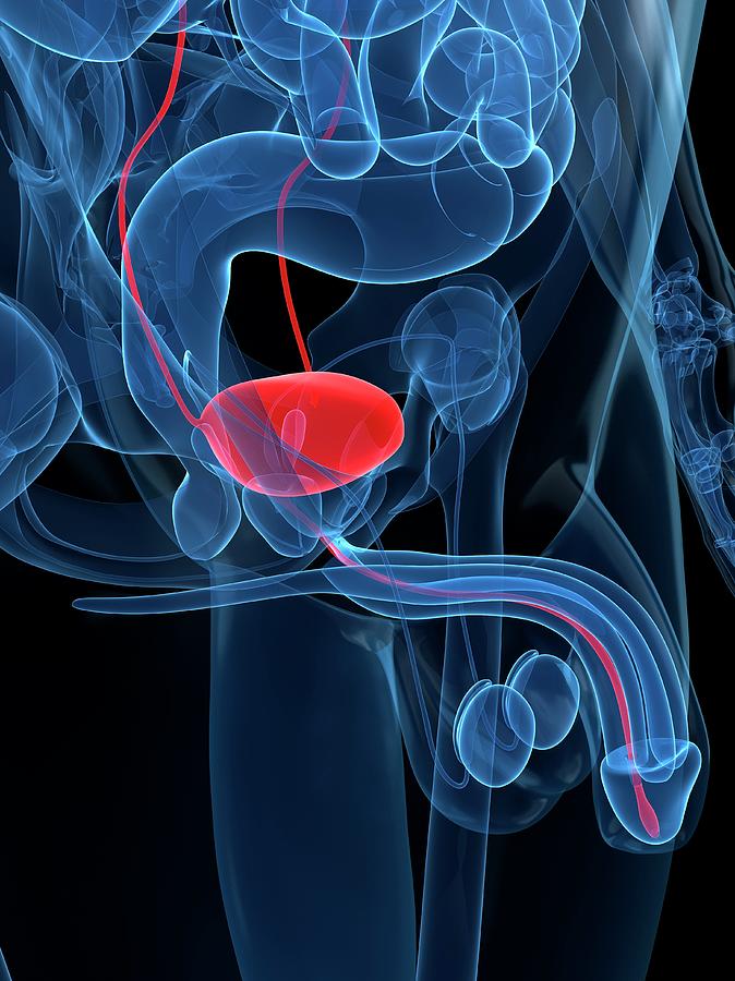 Healthy Prostate Gland, Artwork Digital Art by Sciepro