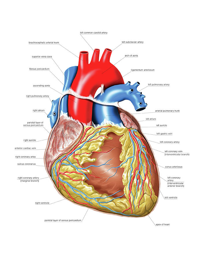 Heart 4 Photograph By Asklepios Medical Atlas Fine Art America