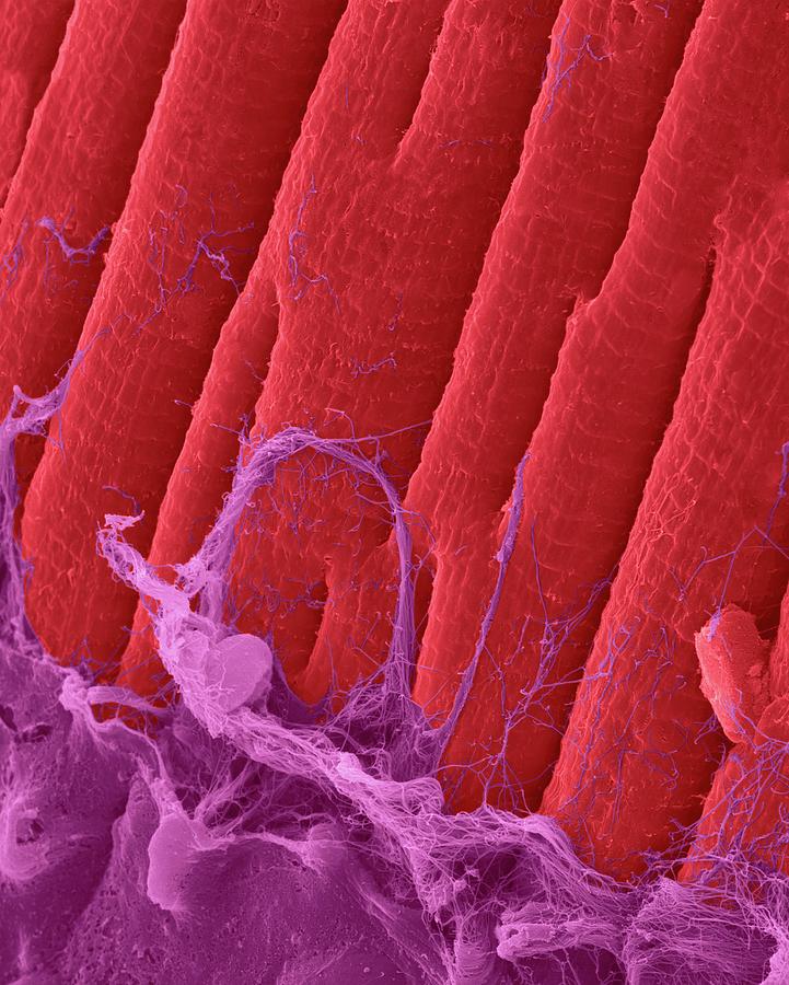 Heart Muscle Fibres  #4 Photograph by Dennis Kunkel Microscopy/science Photo Library