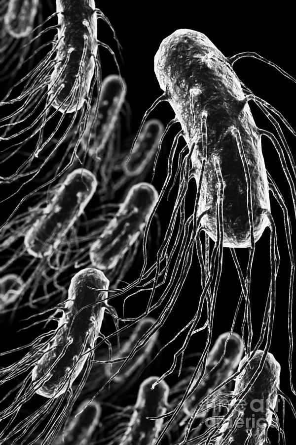 Pathogenic Bacteria Photograph - Helicobacter Pylori #4 by Science Picture Co