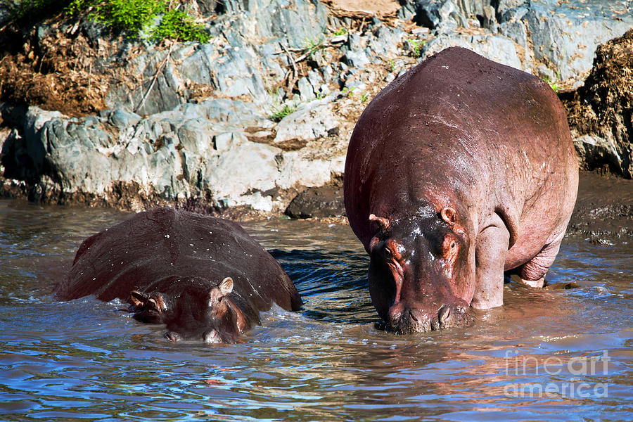 Hippopotamus in river. Serengeti. Tanzania #4 Photograph by Michal Bednarek