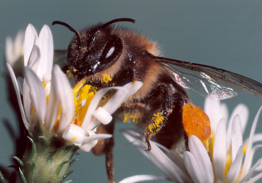 Honeybee #4 Photograph by Harry Rogers