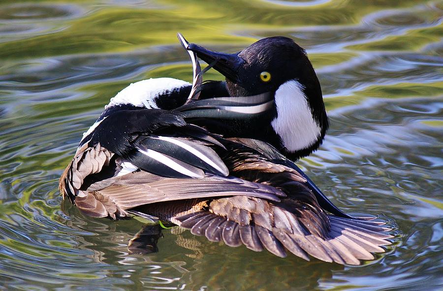 Duck Photograph - Hooded Merganser #4 by Paulette Thomas