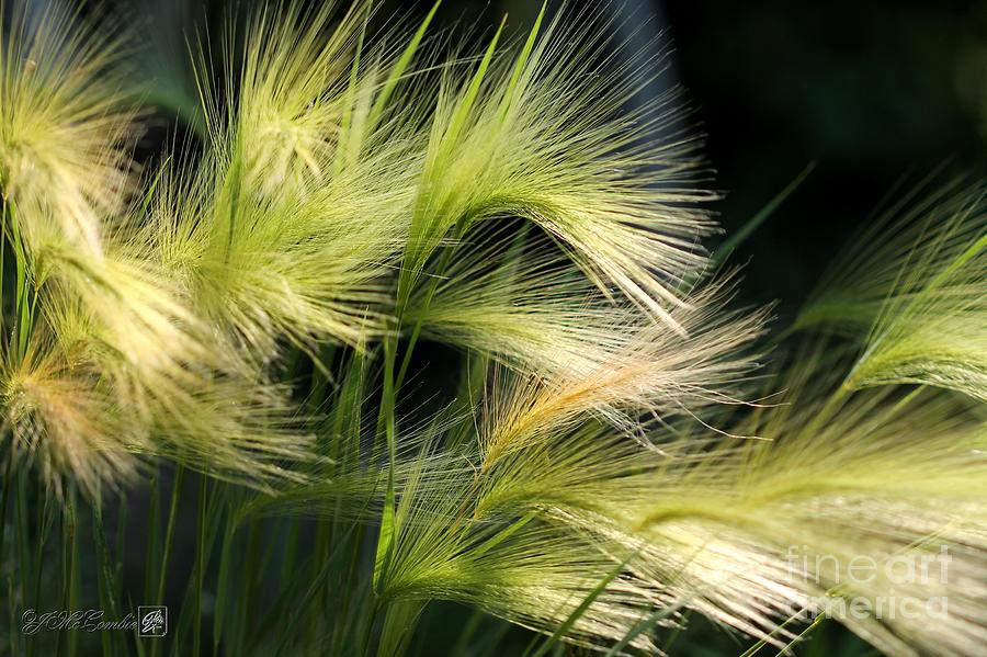 Hordeum Jubatum Grass #1 Photograph by J McCombie