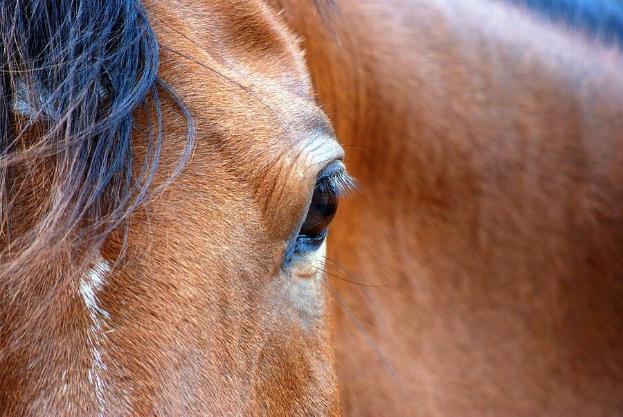 Horse Eye #4 Photograph by Larah McElroy