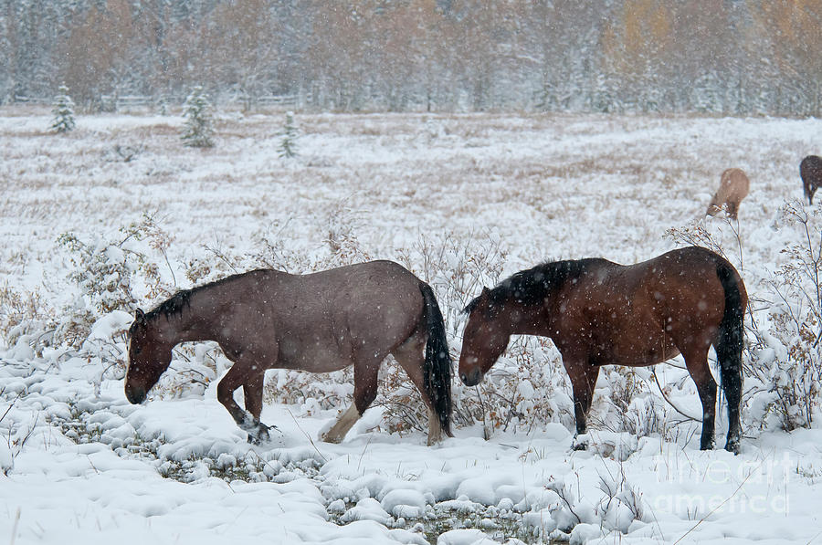 Horses In Snow, Yukon, Canada #4 Photograph by Mark Newman