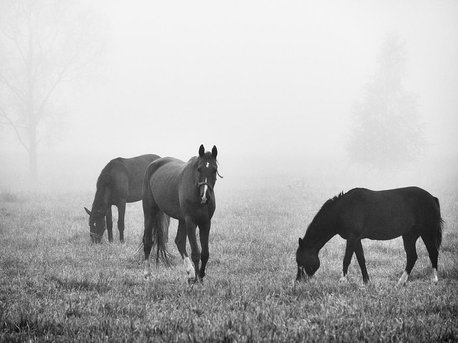 Horses of the Fall trio bw Photograph by Jouko Lehto Horses of the Fall trio bw Photograph by Jouko Lehto