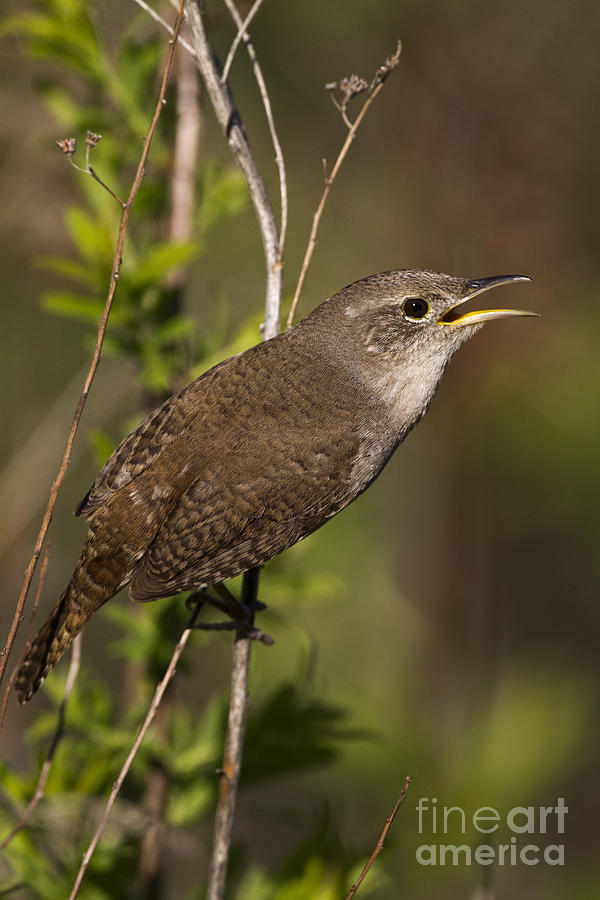 Nature Photograph - House Wren #4 by Linda Freshwaters Arndt