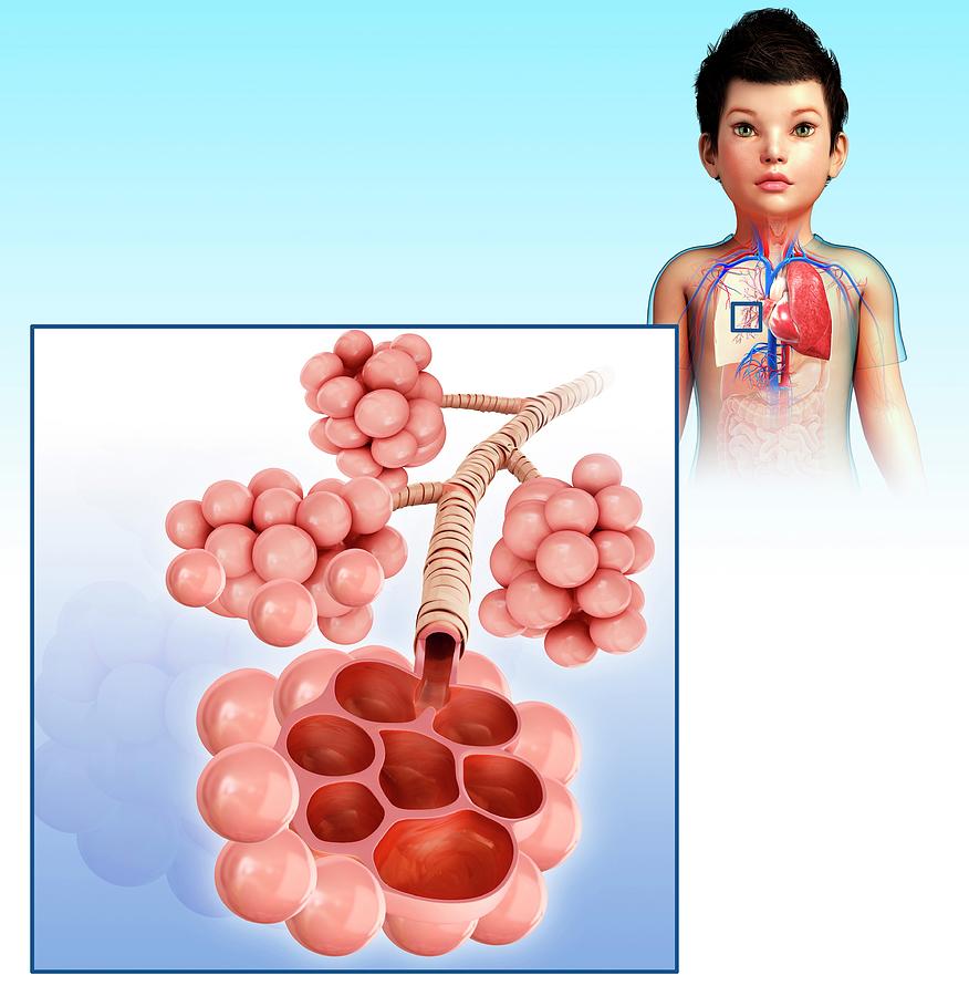 Human Alveoli Photograph By Pixologicstudio Science Photo Library Pixels