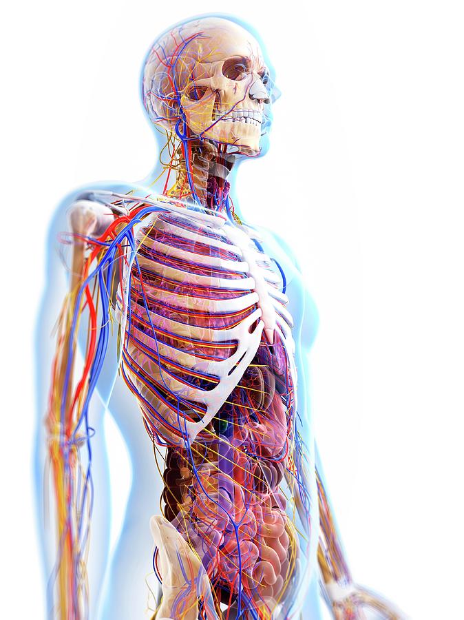 Human Anatomy Photograph by Sciepro/science Photo Library | Fine Art ...