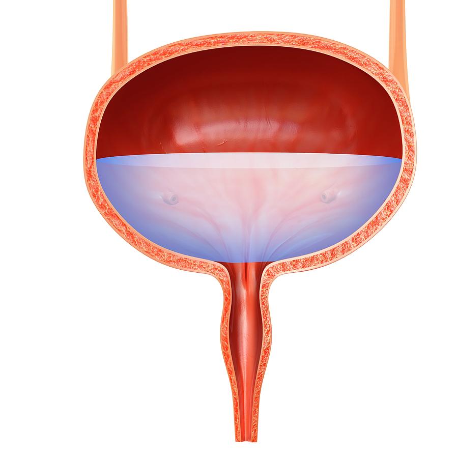 Human Bladder Anatomy #4 Photograph by Pixologicstudio/science Photo ...