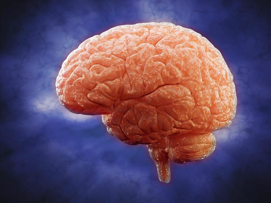Human Brain #4 Photograph by Andrzej Wojcicki