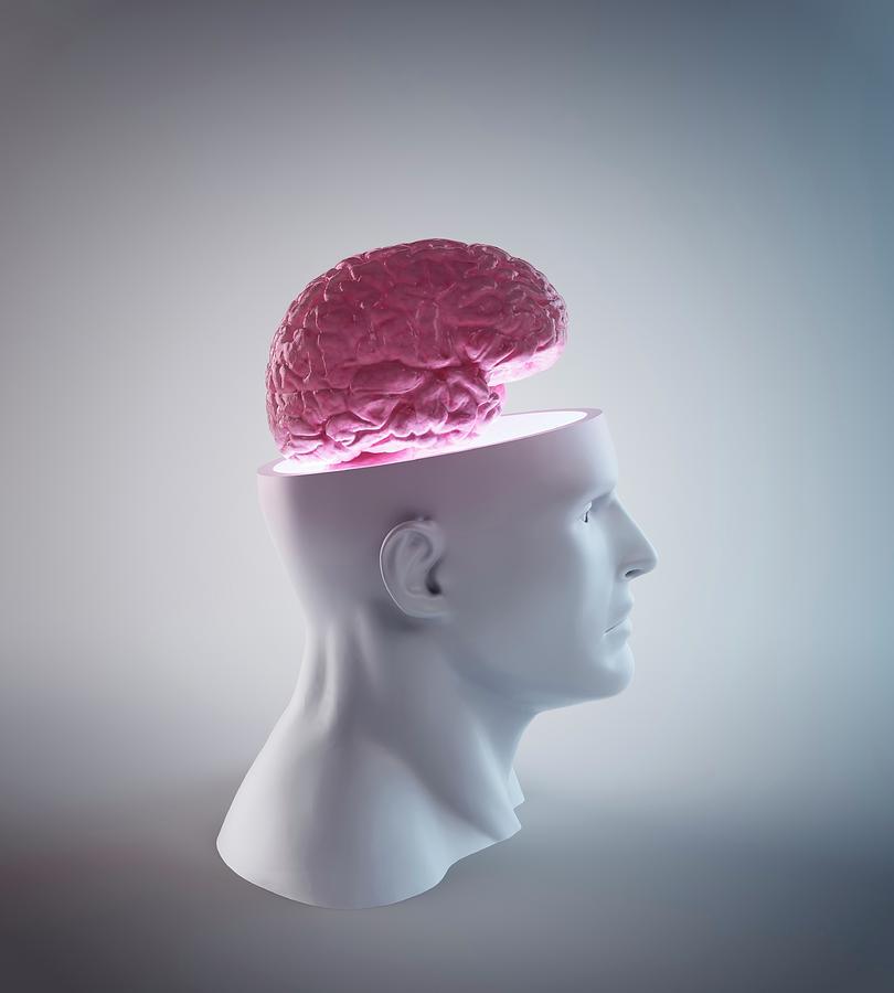 Anatomy Photograph - Human Brain #4 by Andrzej Wojcicki/science Photo Library