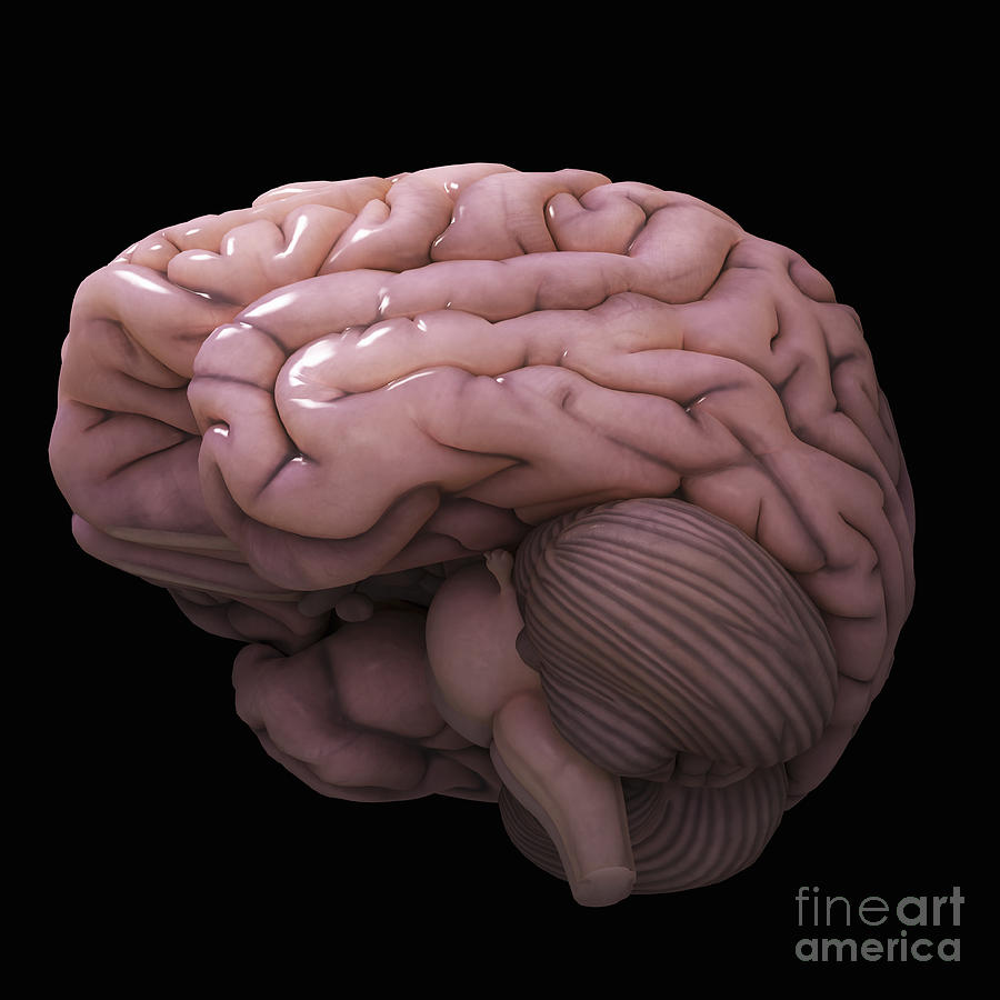Human Brain #4 Photograph by Science Picture Co