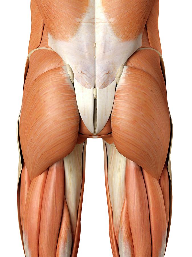 Human Buttock Muscles Photograph By Sciepro Fine Art America 0866