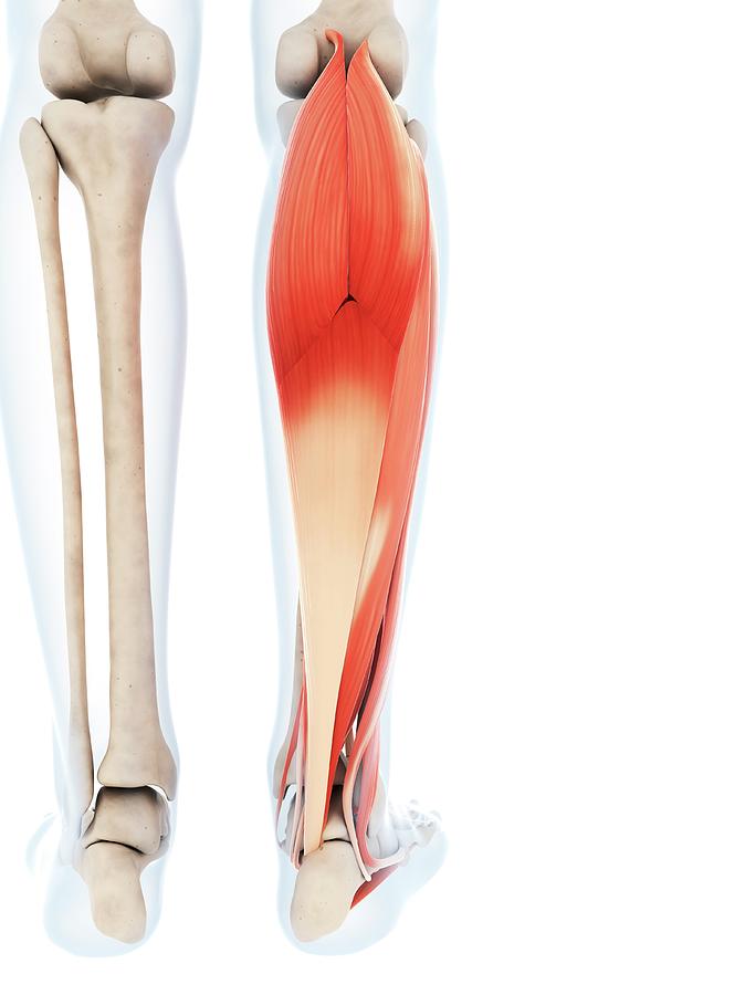 Gastrocnemius and Soleus