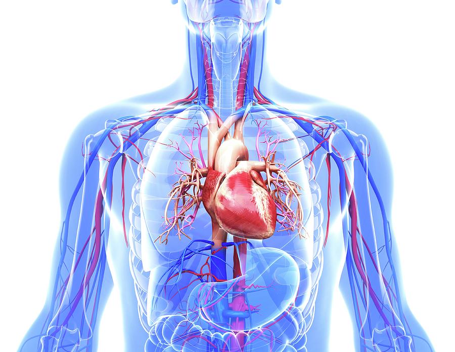 Human p. Cardiovascular System. Cardiovascular vektoer 3 d.