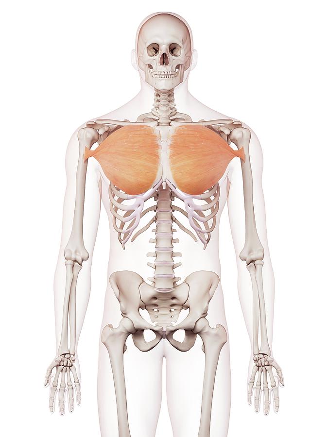 Pectoralis Minor Muscle #9 by Sebastian Kaulitzki/science Photo Library
