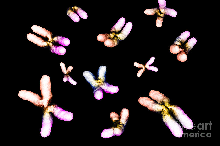 Human Chromosomes #4 Photograph by Science Picture Co