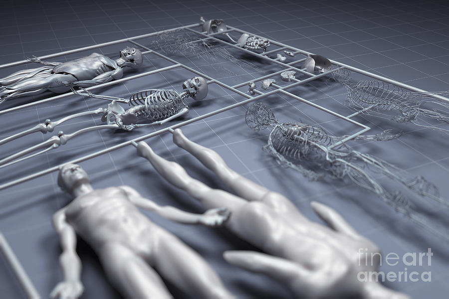 Skeleton Photograph - Human Cloning #4 by Science Picture Co
