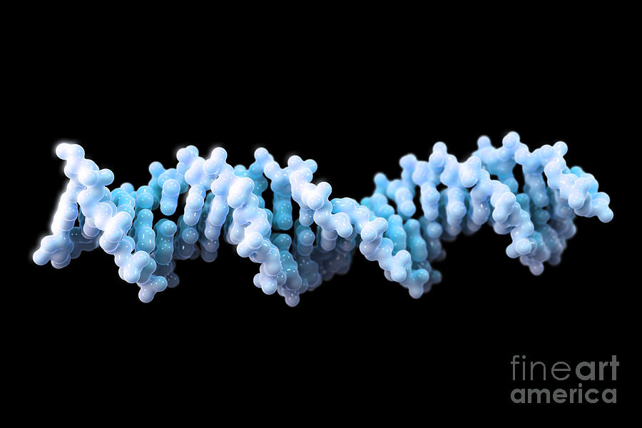 Human Dna #4 Photograph by Science Picture Co