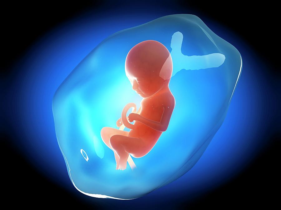 Human Fetus At 9 Months #4 Photograph by Sebastian Kaulitzki
